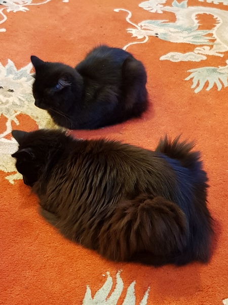 What's your DCat up to today? (Thread 8)