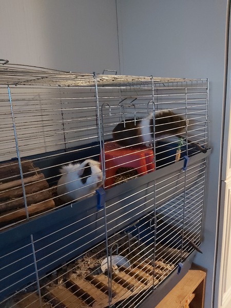 New Guinea Pigs