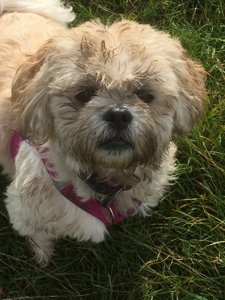 Tell me your experience of your 'small breed' please