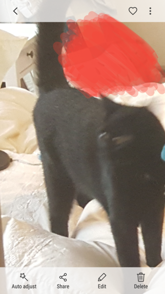 Could you please show me a really funny picture of your cat?