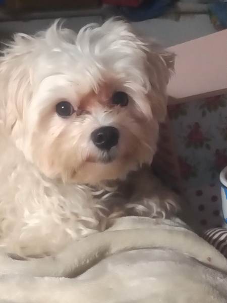 What's the worst thing about having a dog?