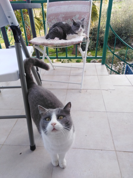 Could you please show me a really funny picture of your cat?