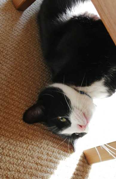 Cats. As they are so popular on here (usually), can I please ask...