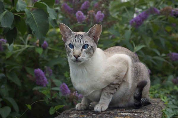 Can’t work out if my cat is pedigree or not.