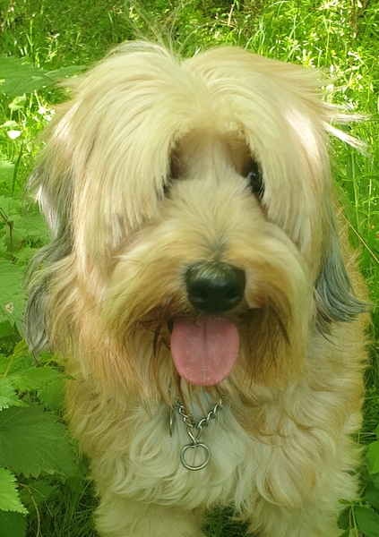 Tell me your experience of your 'small breed' please