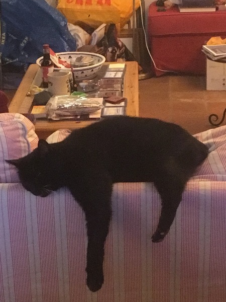 It's national black cat day today