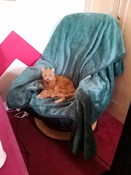 Guess the sex of the cat from their face thread
