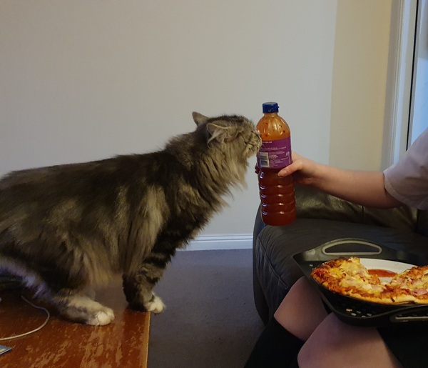 Are fancy cat foods worth the money?