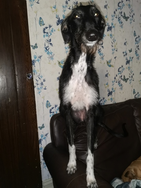 My dog is the best dog