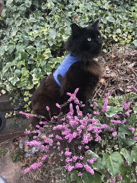 Captain V, Paws, catnip or dreamies?