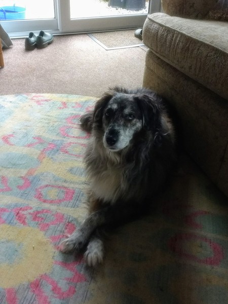 My dog is the best dog
