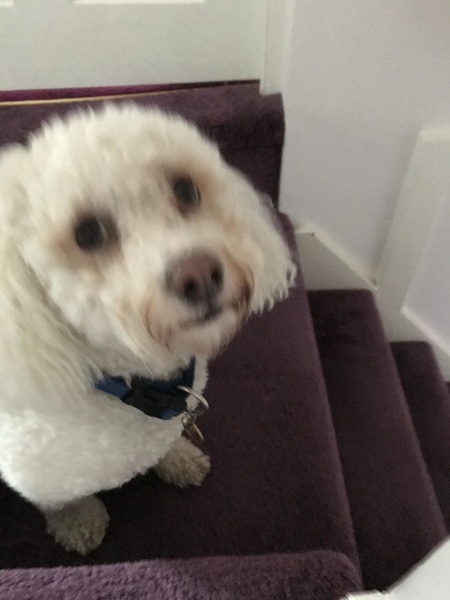 Dogs are amazing
