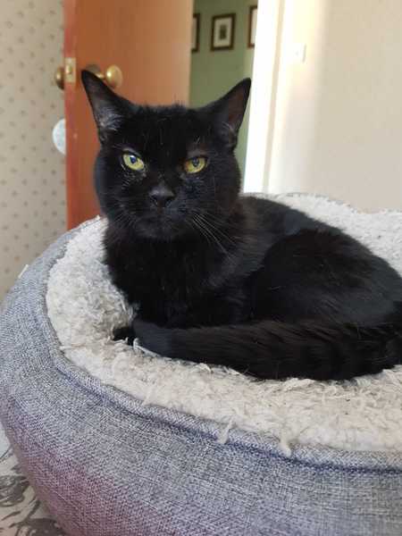 It's national black cat day today