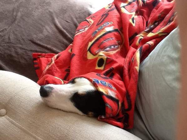 Border Collies owners/lovers
