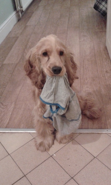My dog is the best dog