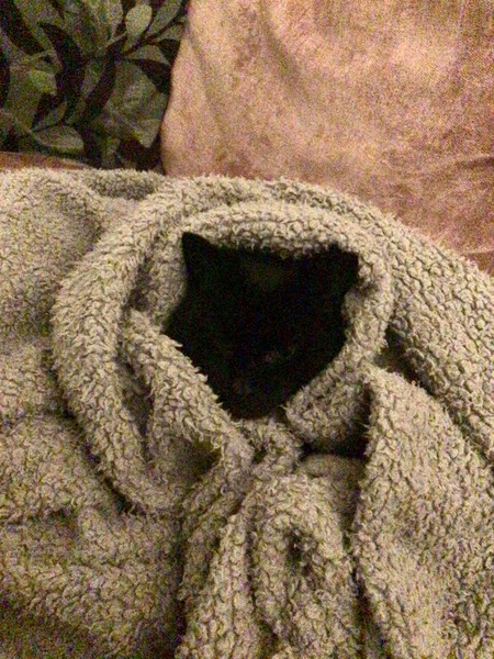 Cat behaving oddly