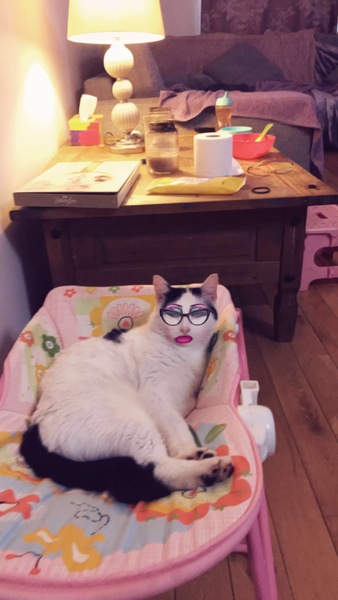 Could you please show me a really funny picture of your cat?