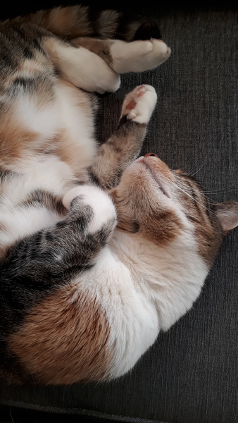 Show me your kitties