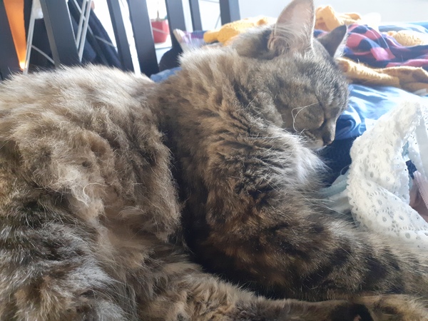 Leave the cat or take her with me?