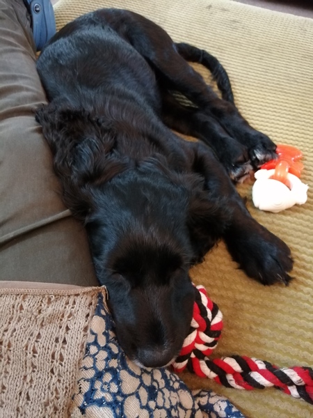 Please tell me about your working cocker spaniel