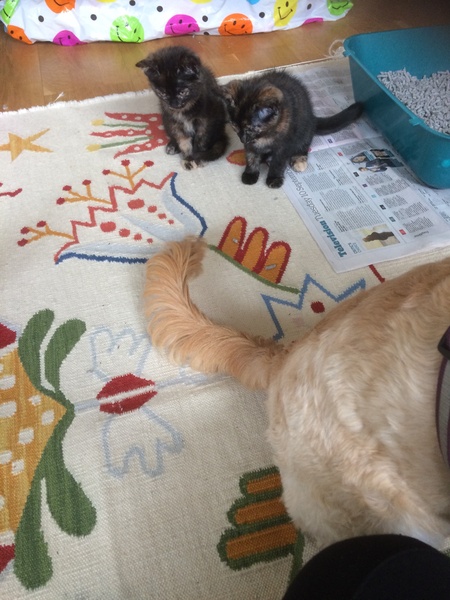 My kittens have gone crazy today....(sort of light hearted) but Help!!!