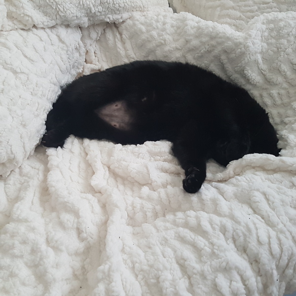 What are these buttons on my cat? Pic