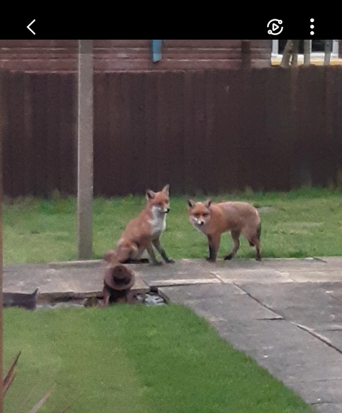 To growl at a fox that is chasing me?