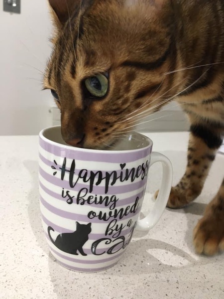 Do you ever see your cat drink?