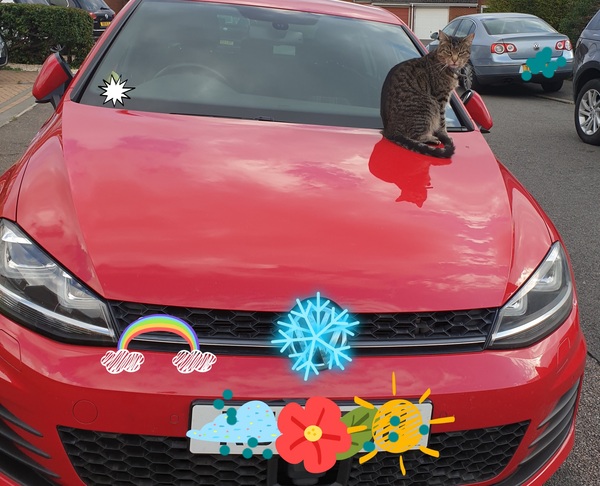 Keep your filthy disgusting cats at home!