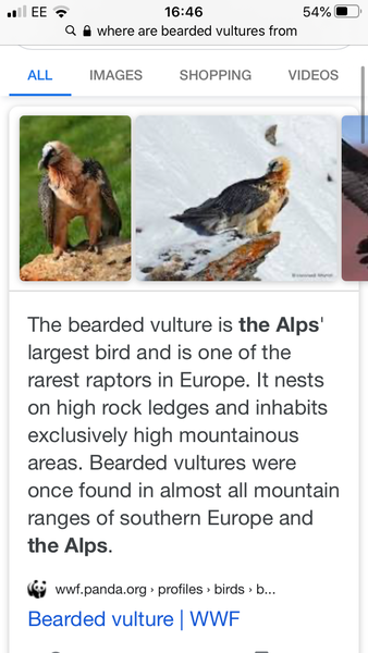 A bearded vulture has been spotted in the U.K.