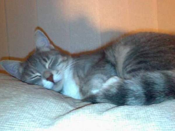 Posh Cat Names