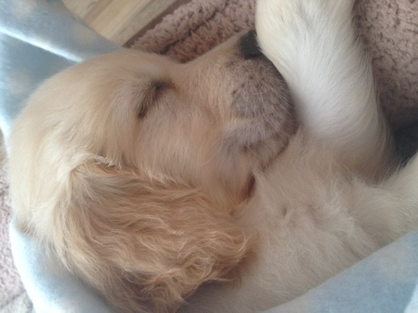 I want a puppy...spam me with pics instead please