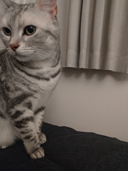 To ask you to tell me about your pets?