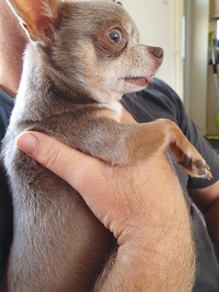 Describe your dog and let us guess the breed.