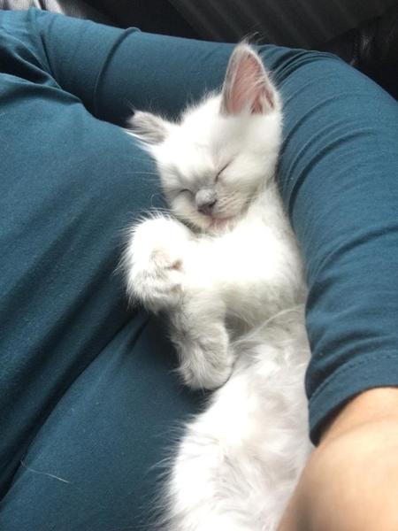 Name this kitten