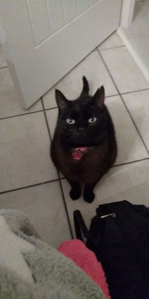 It's national black cat day today