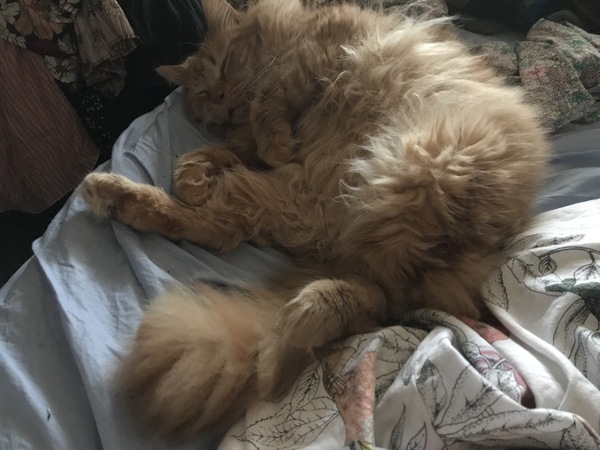 Captain V, Paws, catnip or dreamies?
