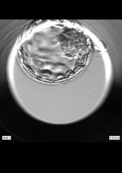 TTC 35+ Thread 5 Cougar and Silver Fox Club