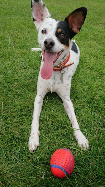 My dog is the best dog