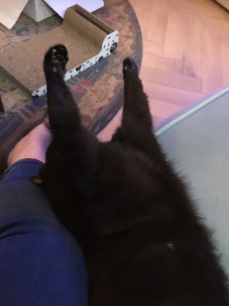 Could you please show me a really funny picture of your cat?