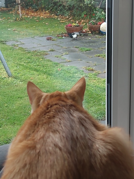 Captain V, Paws, catnip or dreamies?
