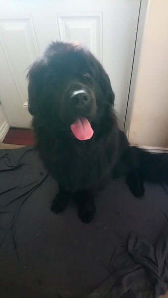Describe your dog and let us guess the breed.