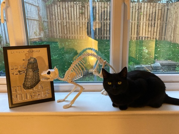 Captain V, Paws, catnip or dreamies?