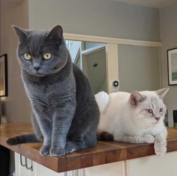 Guess the sex of the cat from their face thread