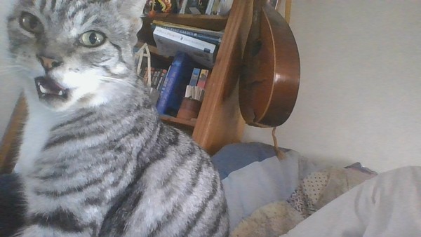 Could you please show me a really funny picture of your cat?