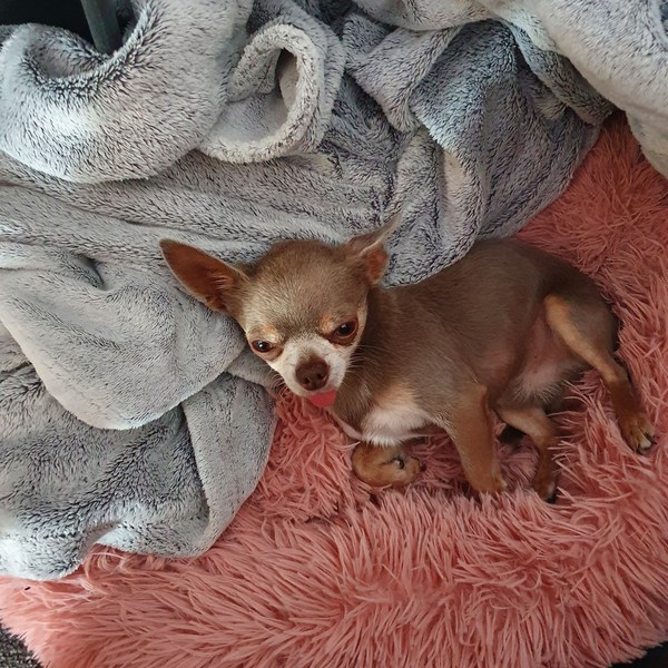 Dogs are amazing