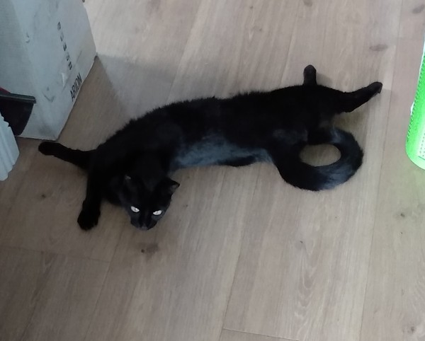 It's national black cat day today