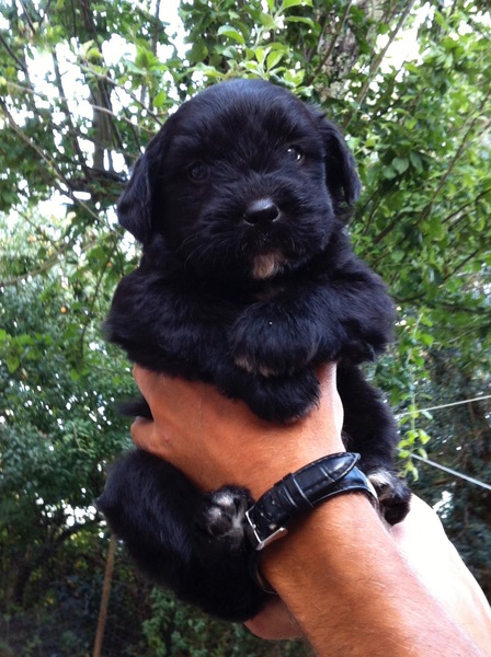 I want a puppy...spam me with pics instead please