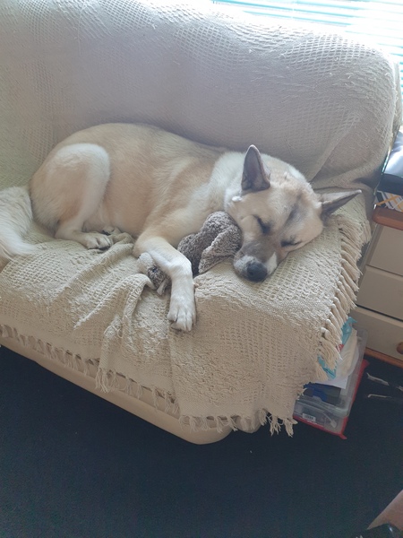 Dog Cuddles