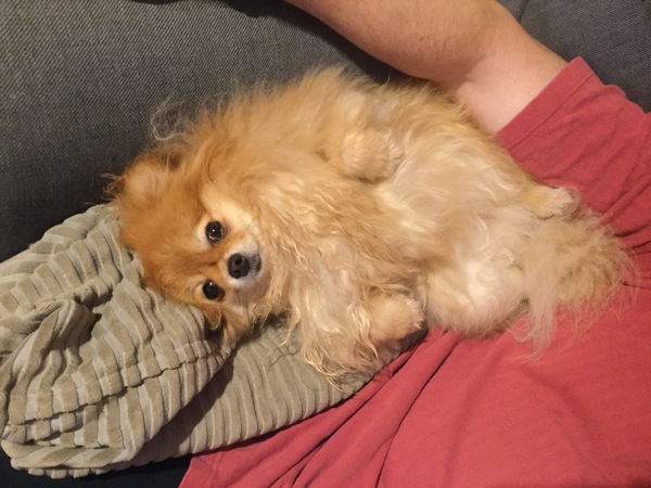 Dog Cuddles